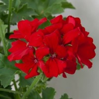 Marcada® Dark Red
